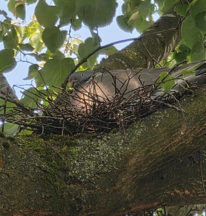 Bird Nest
