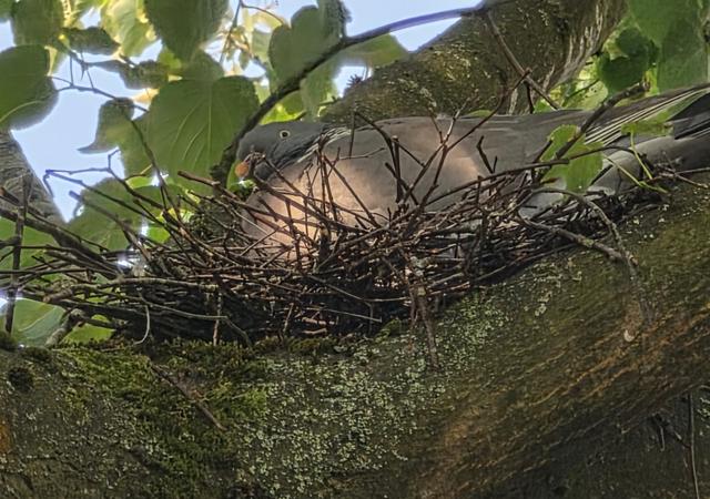 Bird Nest