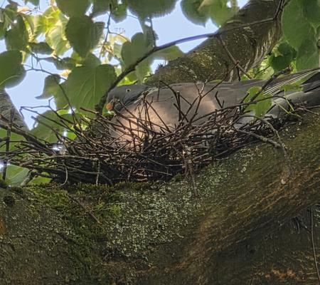 Bird Nest