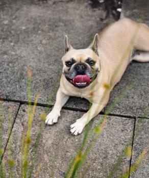 Residents Pet